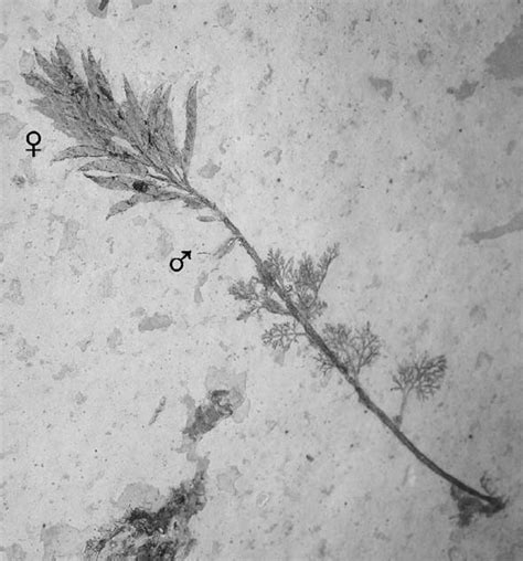 The oldest known fossil of an angiosperm: Archaefructus sinensis ,... | Download Scientific Diagram