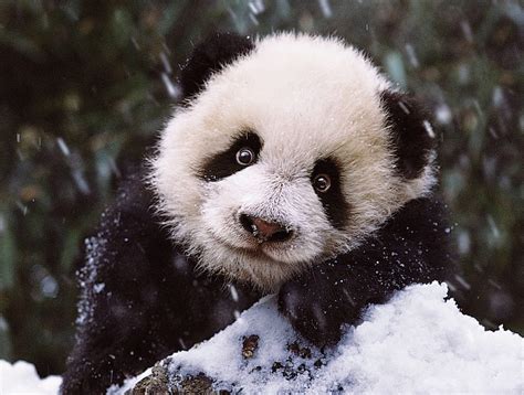 Panda bear cub, bear, black, baby, iarna, animal, winter, panda, cute ...