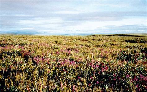 Tundra - Arctic, Flora, Fauna | Britannica