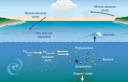 Abiotic Factors - The pacific ocean