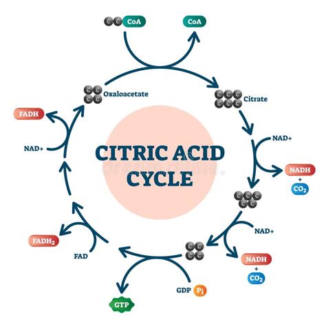 Citric Acid Cycle Diagram, Vector Illustration Molecular Scheme Stock ...