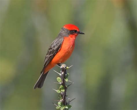 Vermilion Flycatcher - Facts, Diet, Habitat & Pictures on Animalia.bio