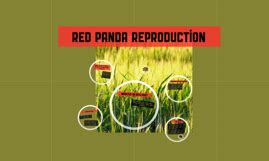 Red Panda Reproduction by on Prezi