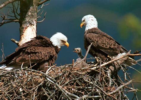 Bald Eagle | Alexandria Zoo