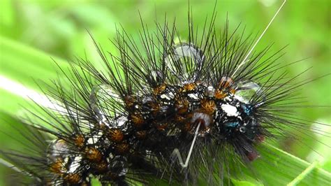 Beautiful Japanese Caterpillar - Order Lepidoptera - YouTube