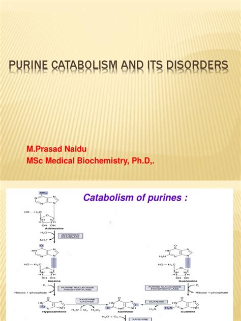 purine metabolism | Gout | Organic Compounds