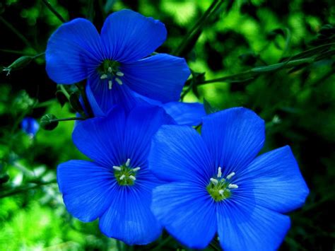 Pictures Of Blue Flowers And Their Names