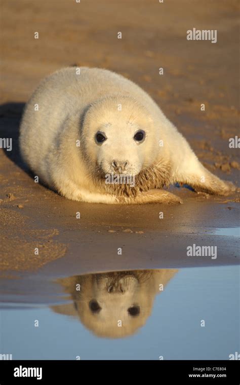 Grey seals at Donna nook Stock Photo - Alamy