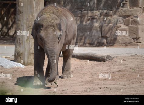 Elephants at Chester Zoo Stock Photo - Alamy