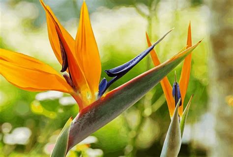 Why Are Your Bird Of Paradise Plant Leaves Curling? - Gardening Dream