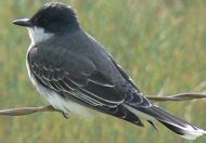 Birds - Yosemite National Park (U.S. National Park Service)