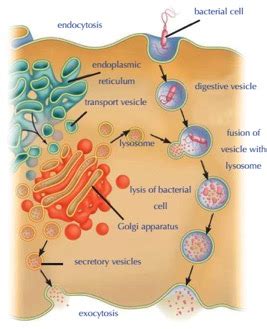 Organelles Working Together | A-Level (A2/AS) Biology Revision Notes