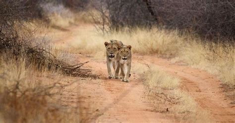 Namibia Wildlife Sanctuary - TimBila Success. | The Great Projects