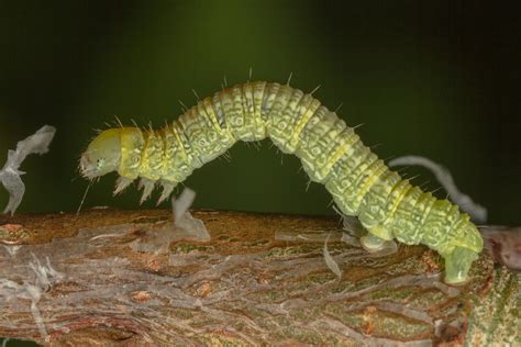 Winter Moth Larvae (Operophtera brumata) by Azph on DeviantArt