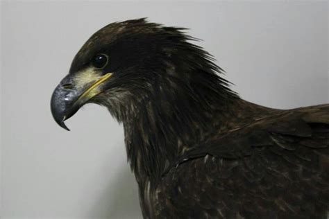 a close up of a black bird with yellow beak and brown head, standing against a white wall