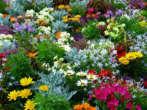 Star Nursery Blog: How To Have A Flower Garden With Less Work!