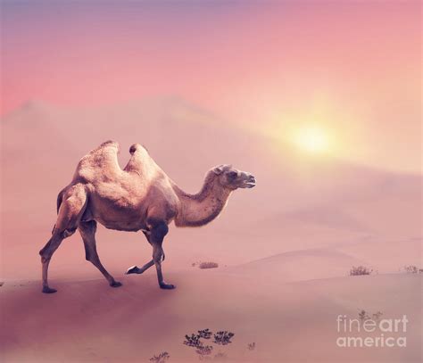 Bactrian camel in desert Photograph by Svetlana Foote - Fine Art America