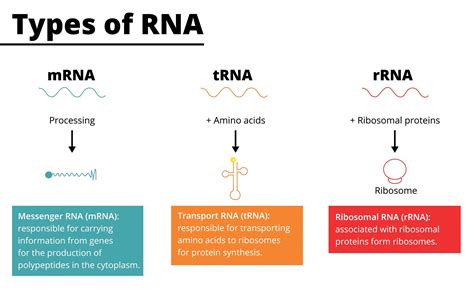 Research and clinical progress in RNA therapy