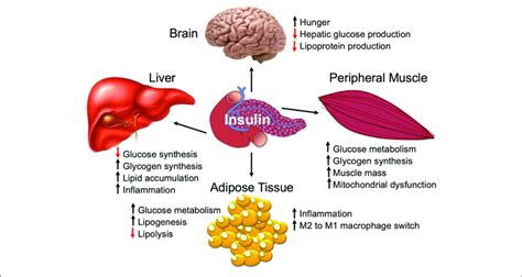 | Insulin is a major regulator of metabolism and organ function ...