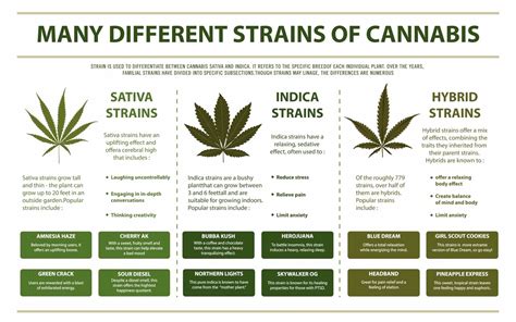 Whats the deal with Cannabis Indica vs Sativa vs Hybrid — ScrubtiousInc