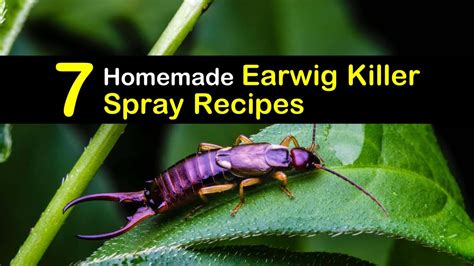 7 Natural Earwig Killer Spray Recipes