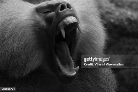 207 Baboon Teeth Stock Photos, High-Res Pictures, and Images - Getty Images