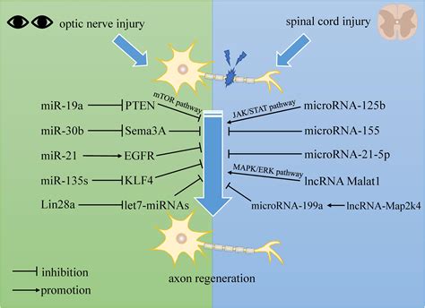 Frontiers | Roles of Non-coding RNAs in Central Nervous System Axon Regeneration