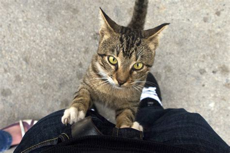 Why Is My Cat So Needy? - Petset.com