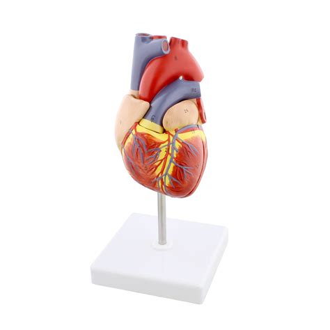 Buy MonMed Anatomical Heart Model, Human Heart Anatomy Model – 2 Part Heart Models Anatomy Life ...