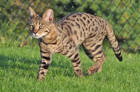 Savannah Cat Owners #1 Guide! | Kitten Cost, Breeders, Advice