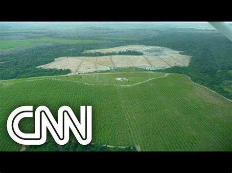 Deforestation in Brazil: how it started, causes and current scenario - World Stock Market