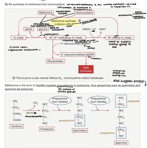 Methionine Synthesis Diagram | Quizlet