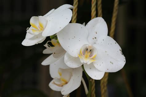 White Moth Orchid Flower · Free Stock Photo