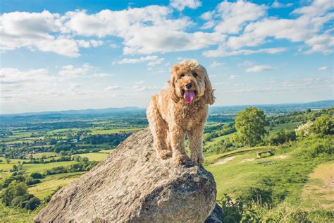 10 of the best dog walks in The Cotswolds - Always Take the Dogs