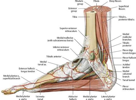 Pin by Rodney Ward on Spinal L1 to L5 | Anatomy, Medical, Foot anatomy