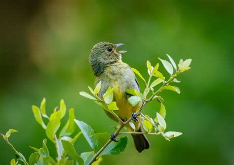 Painted bunting, female singing ? - Help Me Identify a North American ...