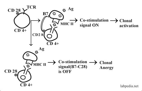 Chapter 16: Autoimmunity, Immunologic Tolerance, and Mechanism of Autoimmune Diseases - Labpedia.net