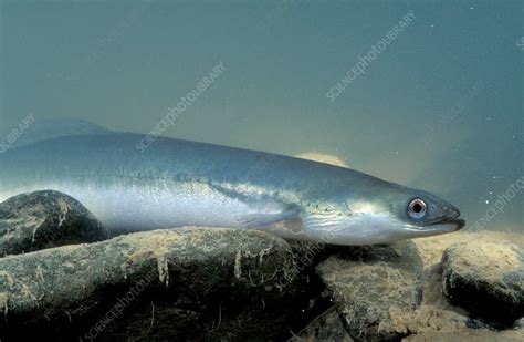 European eel - Stock Image - C016/5338 - Science Photo Library