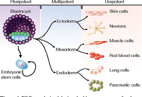 Figure 1 from Skin cells Neurons Muscle cells Red blood cells Lung ...