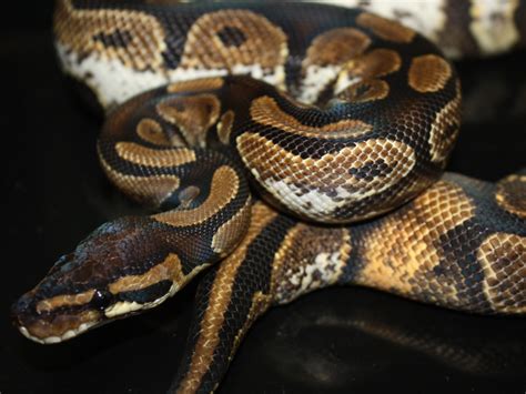 Morph List - World of Ball Pythons