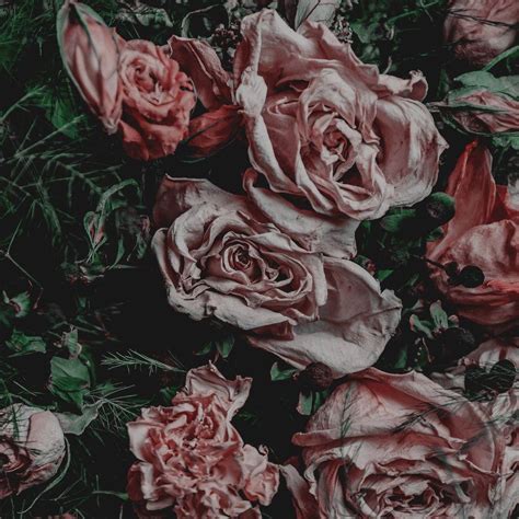 Dead Roses Aesthetic Wallpapers - Top Free Dead Roses Aesthetic Backgrounds - WallpaperAccess