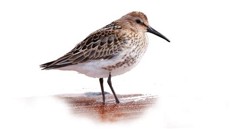 UK coastal birds: Your essential guide to waders, divers and fish eaters