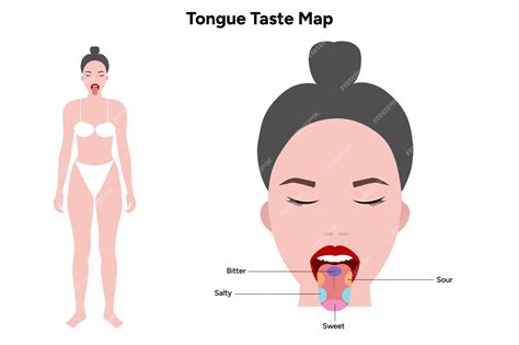 Mapa do gosto da língua em humanos | Vetor Premium