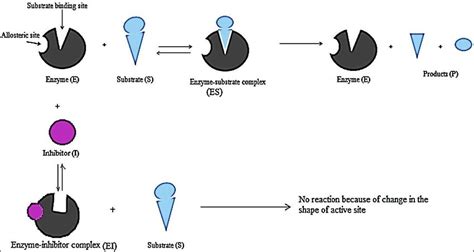 Diagrammatic representation of non-competitive inhibition | Download Scientific Diagram