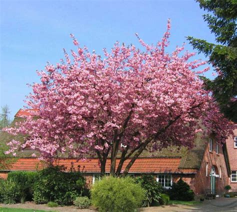 PRUNUS SERRULATA `KANZAN` - Periland