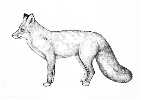 Download premium illustration of Cute hand drawn fox 1203805 | Fox illustration, Hand drawn fox ...