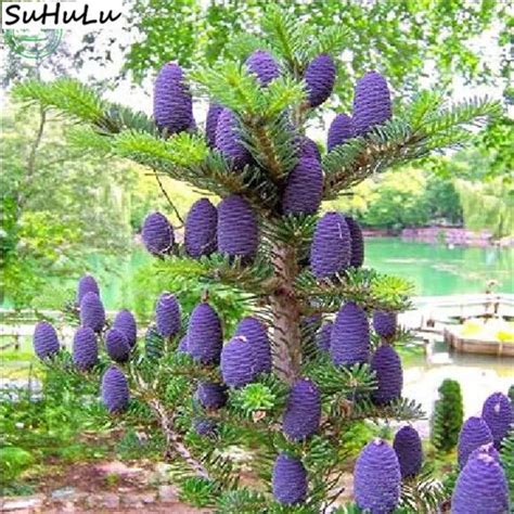 50 Pcs Purple Korean Fir Bonsai Abies Koreana Komatsu Tree Christmas Decorations For Home Garden ...