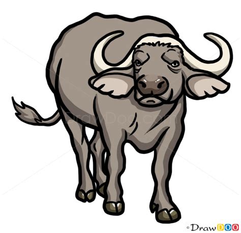 How to Draw Buffalo, Wild Animals