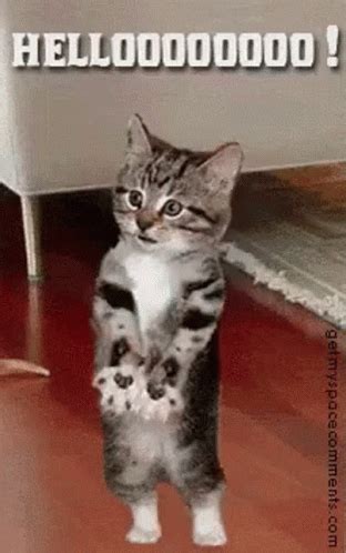 Kitties Funny GIF - Kitties Funny Hello - Discover & Share GIFs