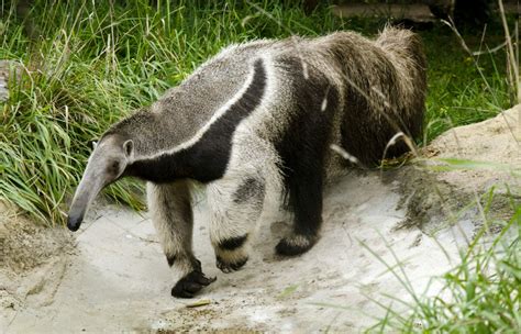 Giant Anteater - Potawatomi Zoo